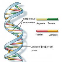 Структуры, основные типы РНК, их роль в синтезе белков